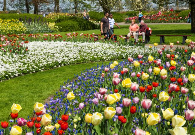 Die Tulpen - Das Wahrzeichen der Niederlande